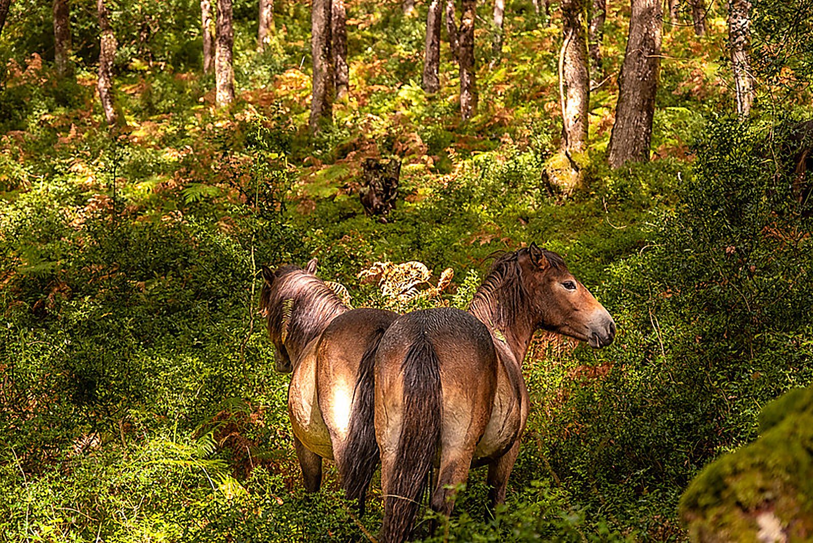 Exmoor ponies grazing on open moorland