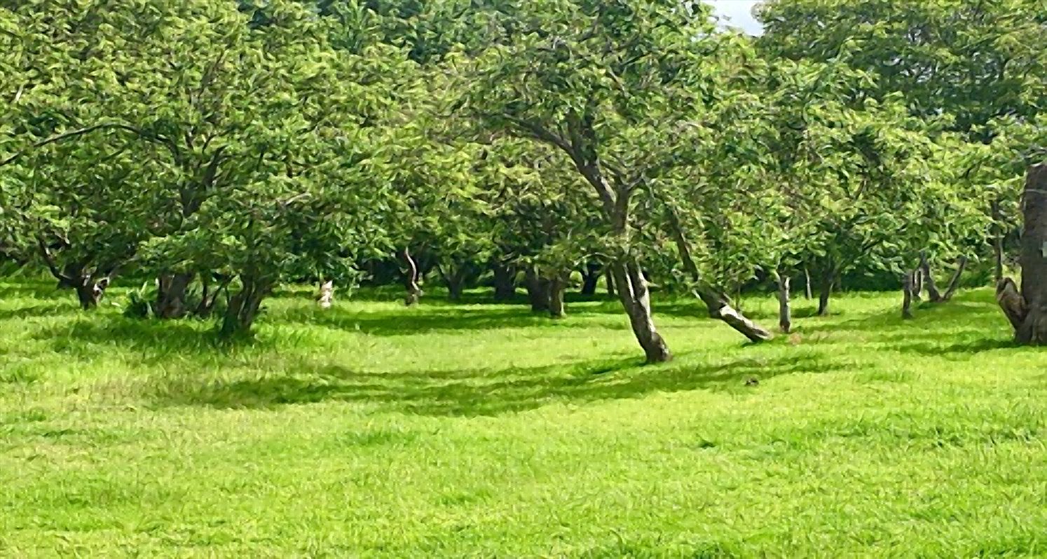 Countryside surrounding Pennywood Garden Cottage