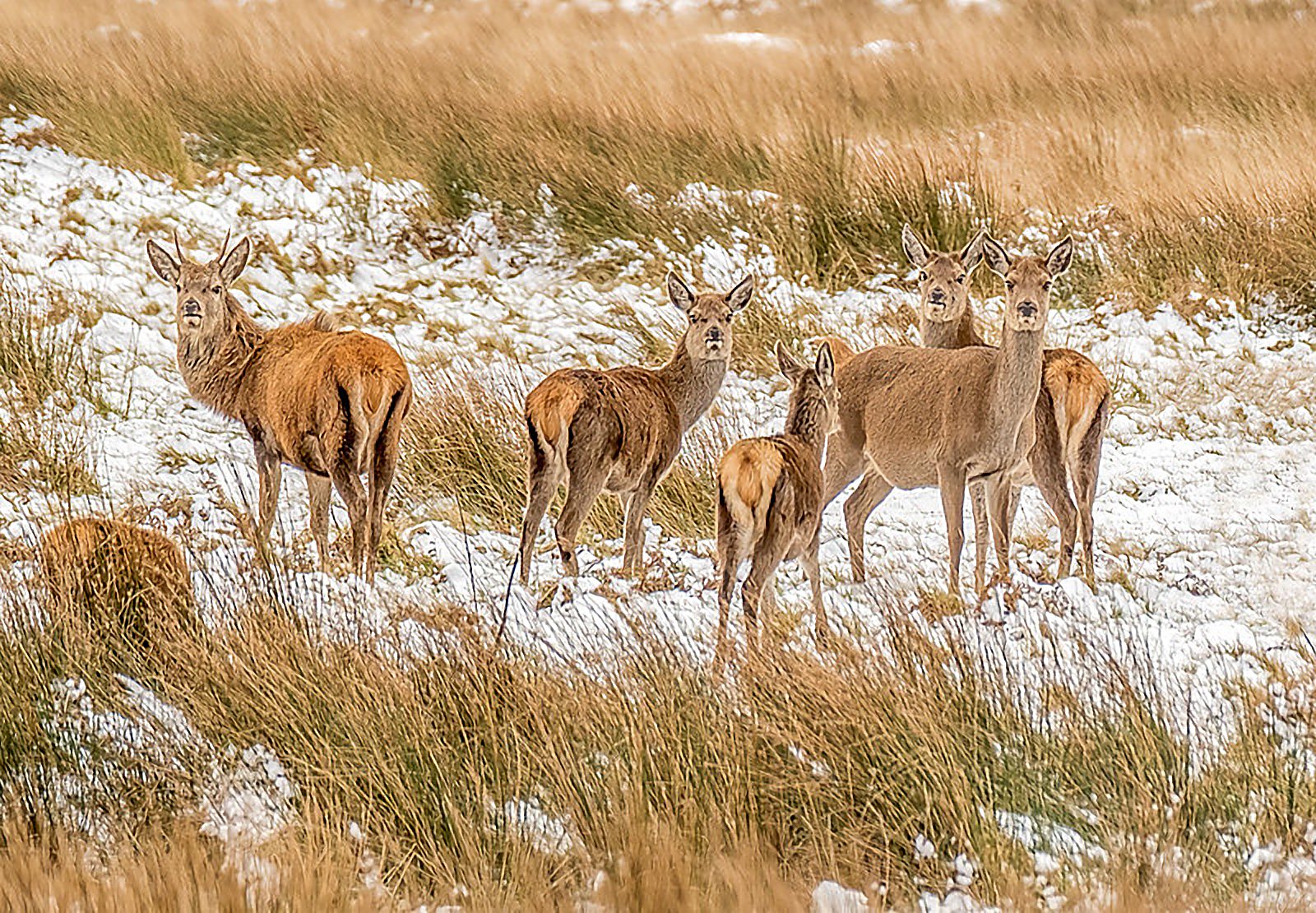 A wild red deer stag on Exmoor